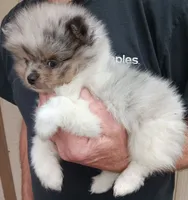 Lolo, a male Pomeranian for sale in Lochbuie, CO – 2 of 9