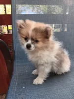 Champ, a male Pomeranian for sale in Lochbuie, CO – 6 of 9