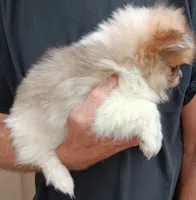Junior , a male Pomeranian for sale in Lochbuie, CO – 5 of 10