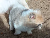 Junior , a male Pomeranian for sale in Lochbuie, CO – 6 of 10