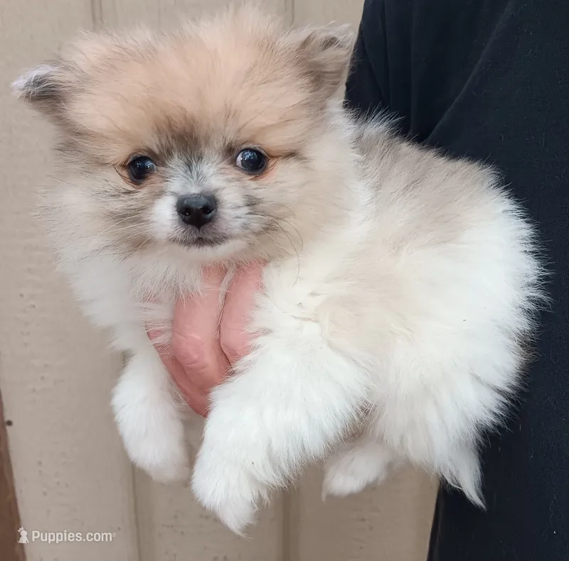 Junior  – Pomeranian puppy for sale in Lochbuie, CO