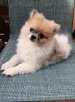 Junior , a male Pomeranian for sale in Lochbuie, CO – 2 of 9