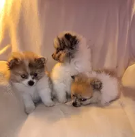 Junior , a male Pomeranian for sale in Lochbuie, CO – 9 of 10