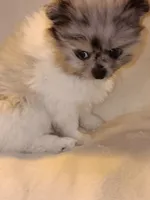 Lolo, a male Pomeranian for sale in Lochbuie, CO – 9 of 9