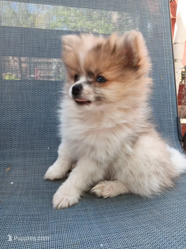 Champ – Pomeranian puppy for sale in Lochbuie, CO