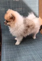 Junior , a male Pomeranian for sale in Lochbuie, CO – 3 of 9