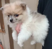 Junior , a male Pomeranian for sale in Lochbuie, CO – 2 of 10