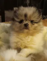 Lolo, a male Pomeranian for sale in Lochbuie, CO – 8 of 9