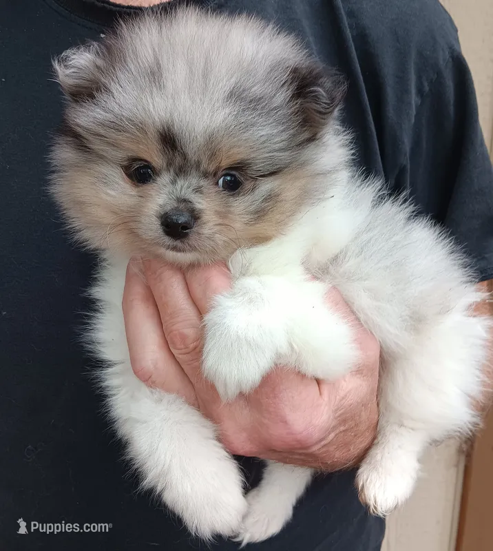 Lolo – Pomeranian puppy for sale in Lochbuie, CO