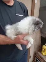 Lolo, a male Pomeranian for sale in Lochbuie, CO – 6 of 9