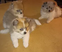 Champ, a male Pomeranian for sale in Lochbuie, CO – 10 of 10