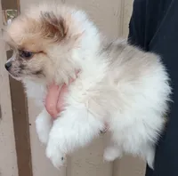 Junior , a male Pomeranian for sale in Lochbuie, CO – 7 of 10