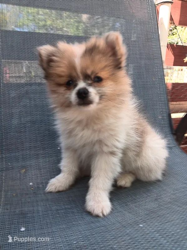 Champ – Pomeranian puppy for sale in Lochbuie, CO