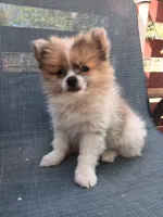 Champ, a male Pomeranian for sale in Lochbuie, CO – 1 of 9