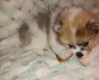 Champ, a male Pomeranian for sale in Lochbuie, CO – 9 of 10