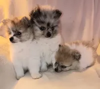 Lolo, a male Pomeranian for sale in Lochbuie, CO – 7 of 9