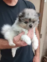 Lolo, a male Pomeranian for sale in Lochbuie, CO – 4 of 9