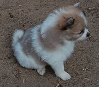 Champ, a male Pomeranian for sale in Lochbuie, CO – 8 of 10