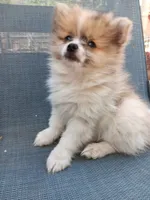 Champ, a male Pomeranian for sale in Lochbuie, CO – 2 of 10