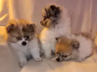 Champ, a male Pomeranian for sale in Lochbuie, CO – 7 of 10