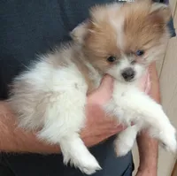 Champ, a male Pomeranian for sale in Lochbuie, CO – 4 of 10