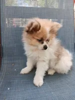 Champ, a male Pomeranian for sale in Lochbuie, CO – 4 of 9