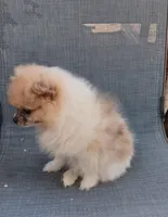 Junior , a male Pomeranian for sale in Lochbuie, CO – 4 of 10