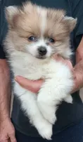 Champ, a male Pomeranian for sale in Lochbuie, CO – 6 of 10