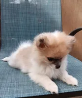 Junior , a male Pomeranian for sale in Lochbuie, CO – 5 of 9
