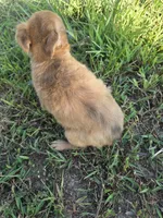 Alice , a female Chihuahua for sale in Marietta, GA – 3 of 3