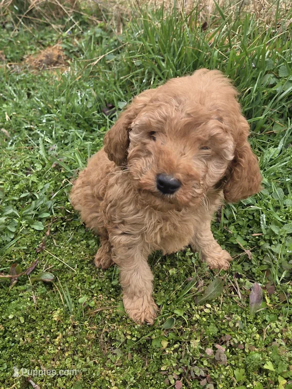 Geronimo , a male Miniature Goldendoodle for sale in Marietta, GA – Photo 1 of 2