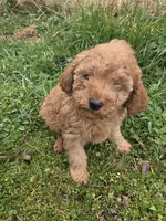 Geronimo , a male Miniature Goldendoodle for sale in Marietta, GA – Photo 1 of 2