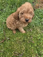Geronimo , a male Miniature Goldendoodle for sale in Marietta, GA – Photo 2 of 2