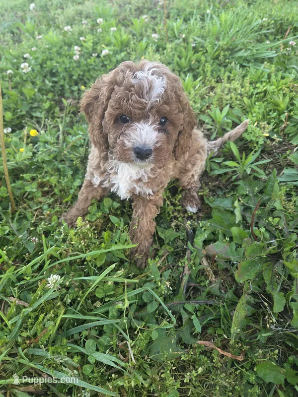 Curt  – Cavapoo puppy for sale in Marietta, GA