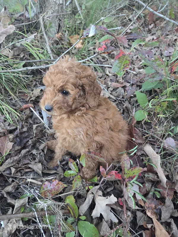 Cindy – Cavapoo puppy for sale in Marietta, GA
