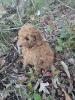 Cindy, a female Cavapoo for sale in Marietta, GA – 1 of 1
