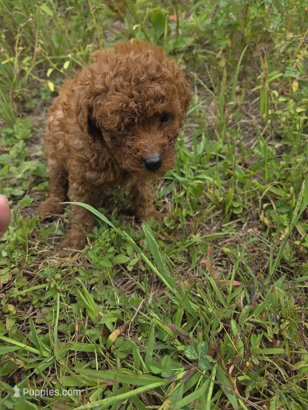 Cova – Cavapoo puppy for sale in Marietta, GA