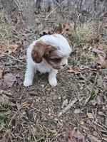 Cilvia, a female Cavapoo for sale in Marietta, GA – Photo 2 of 2