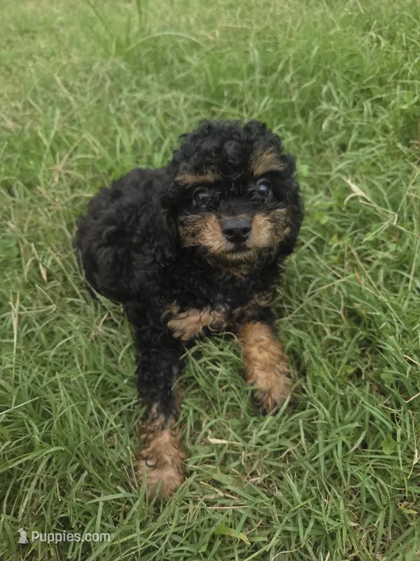 Camper – Cavapoo puppy for sale in Marietta, GA