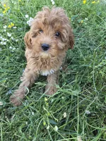Cindy , a female Cavapoo for sale in Marietta, GA – 2 of 4