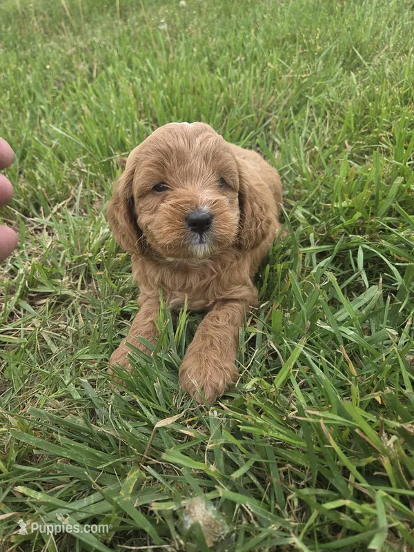 Cooper – Cavapoo puppy for sale in Marietta, GA