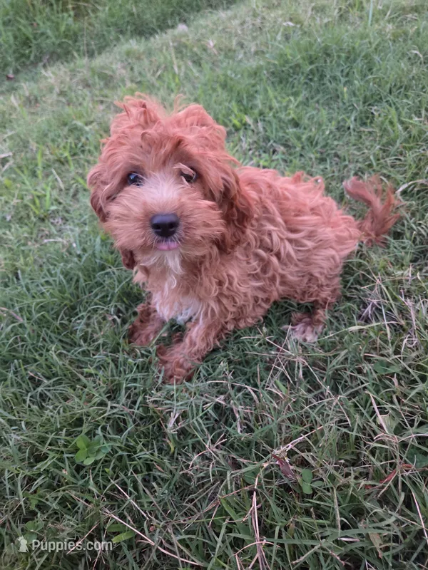 Cindy  – Cavapoo puppy for sale in Marietta, GA