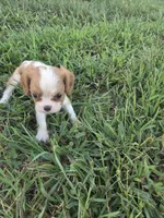 Kami , a female Cavalier King Charles Spaniel for sale in Marietta, GA – 2 of 2