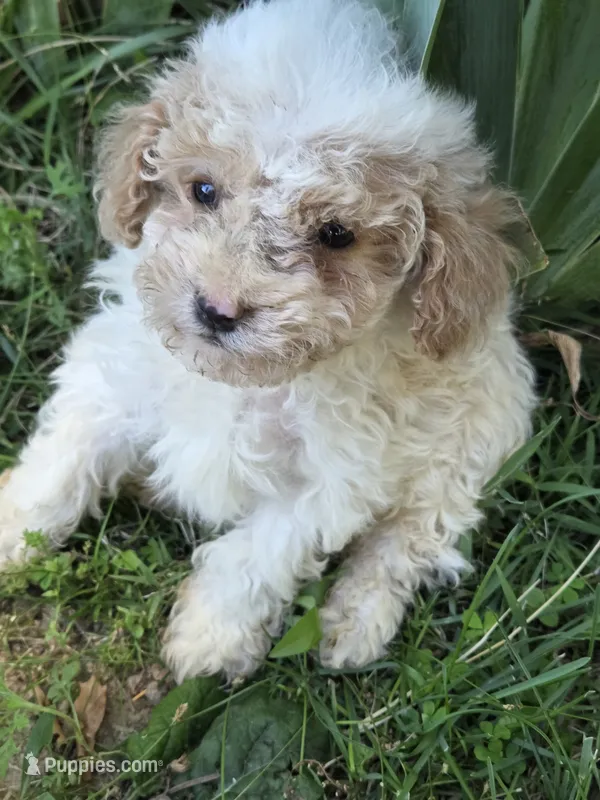 Grett – Miniature Goldendoodle puppy for sale in Marietta, GA
