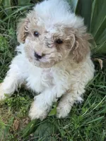 Grett, a male Miniature Goldendoodle for sale in Marietta, GA – 1 of 1