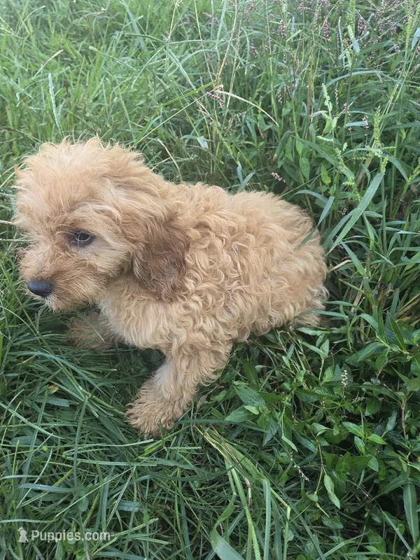 Cicel – Cavapoo puppy for sale in Marietta, GA