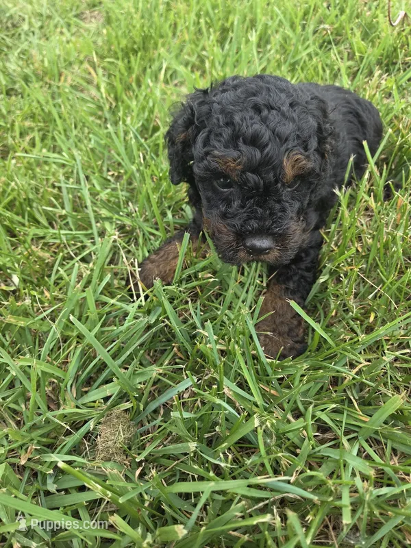 Chip – Cavapoo puppy for sale in Marietta, GA
