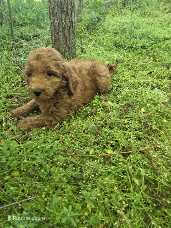 Gary  – Miniature Goldendoodle puppy for sale in Marietta, GA