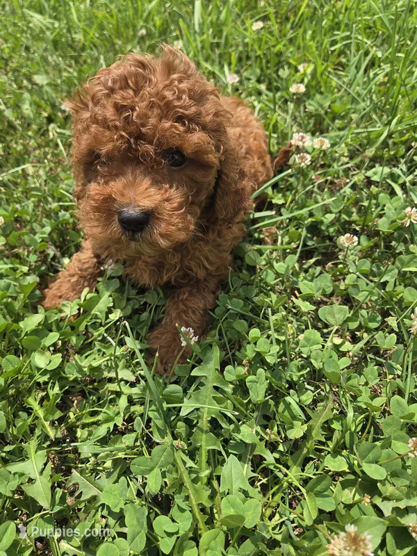 Guss – Miniature Goldendoodle puppy for sale in Marietta, GA