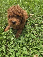 Guss, a male Miniature Goldendoodle for sale in Marietta, GA – 1 of 1